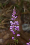 Racemed milkwort